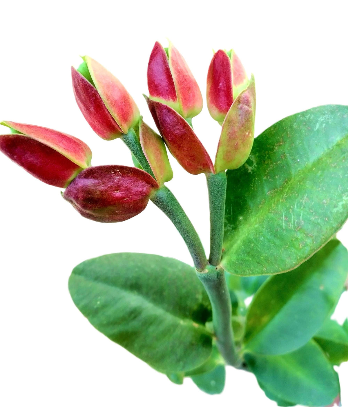 Tropical Houseplants