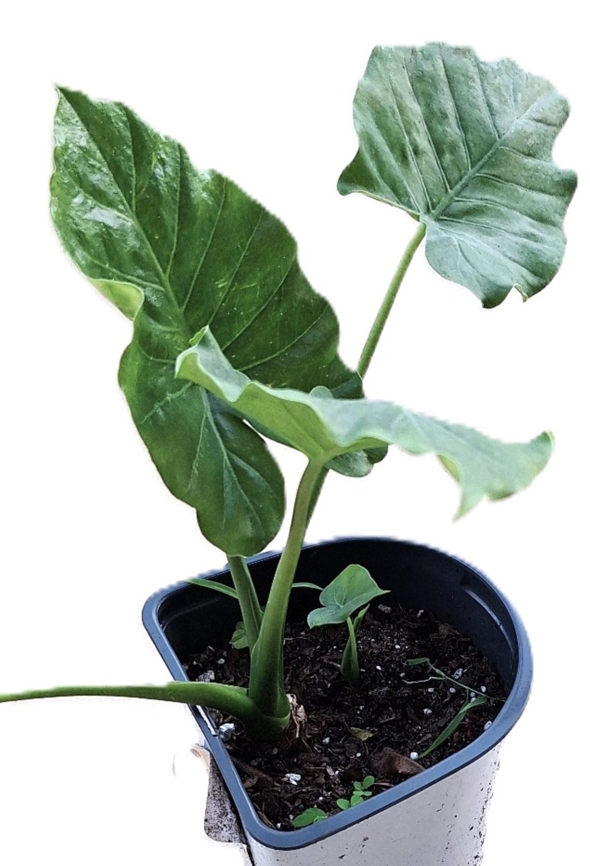 Alocasia Regina Elephant Ear Plant, 18 Inches, Indoor/Outdoor Tropical Plant