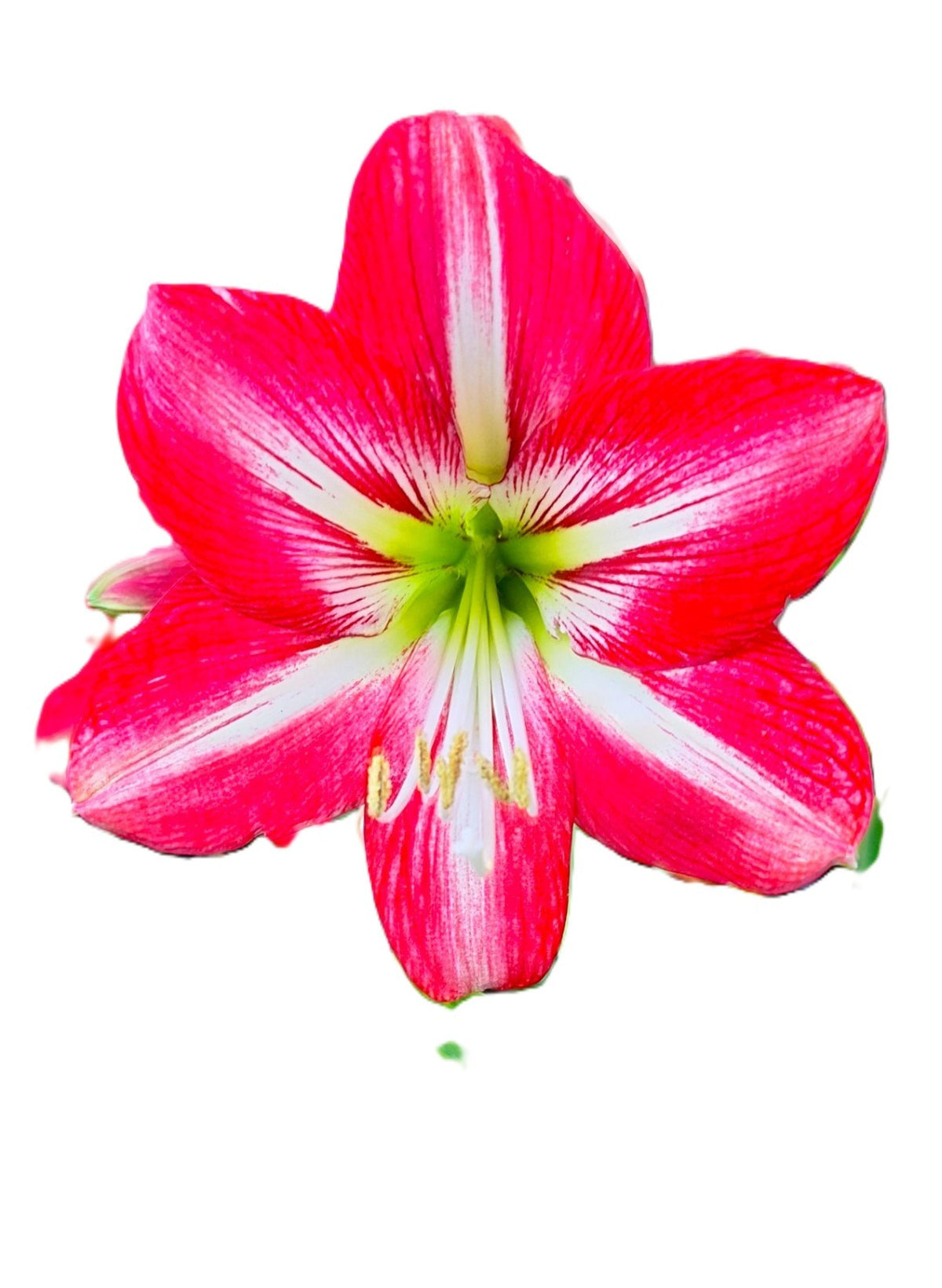 Samba Amaryllis Seeds 10–12 Count Fresh 2026 Harvest Exotic Red & White Ready to Plant