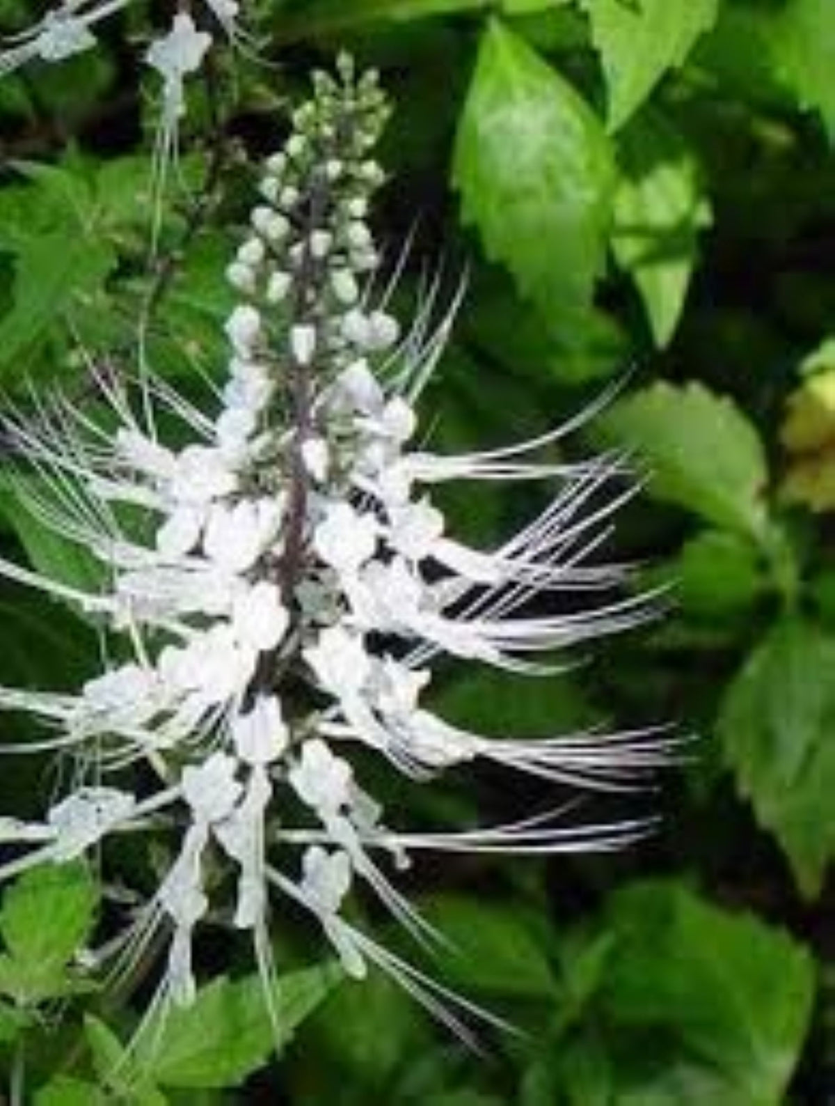 Cat Whiskers Live Starter Plant 8 Inch, Fast Growing, White Blooms, Pollinator Favorite
