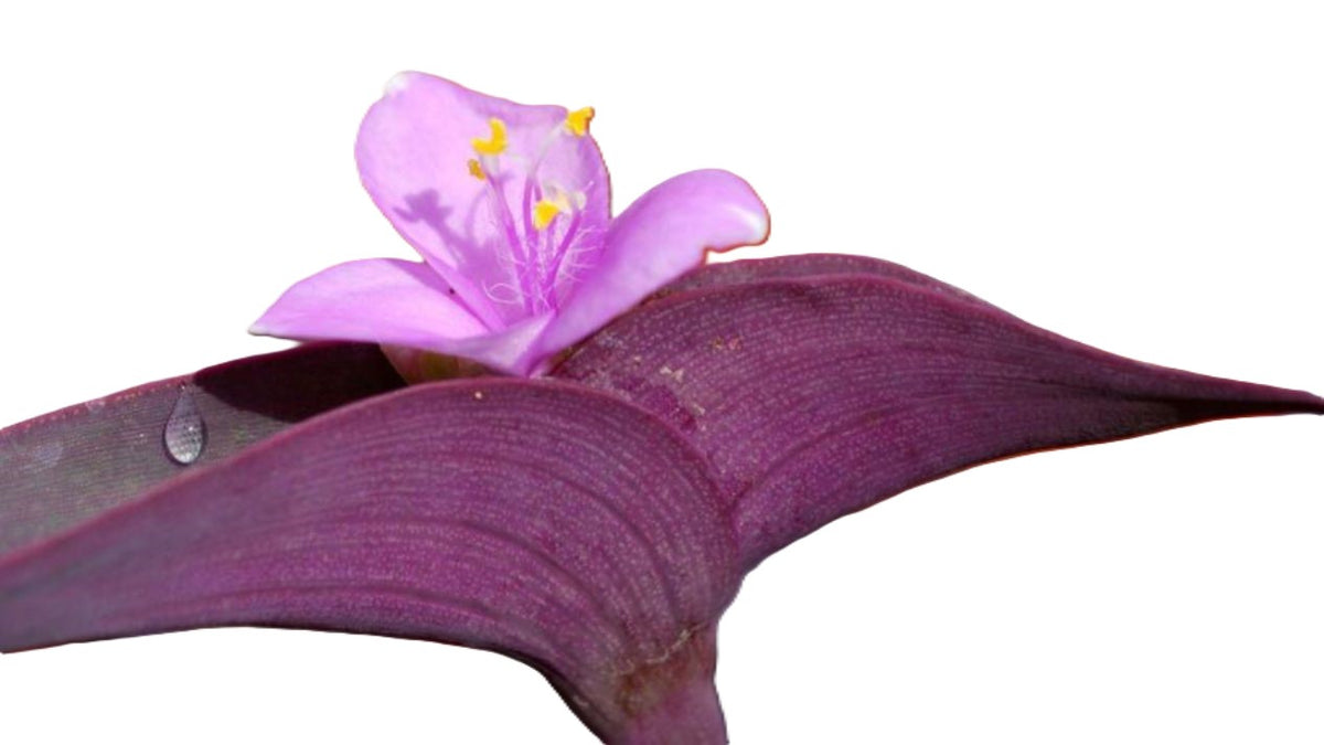 Tradescantia Pallida Purple Heart 8-inch Rooted Live Plant, Florida Grown.