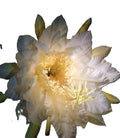 Cereus Epiphyllum Orchid/Cactus “Queen of the Night” – 12" Rooted Live Plant 10" Flowers