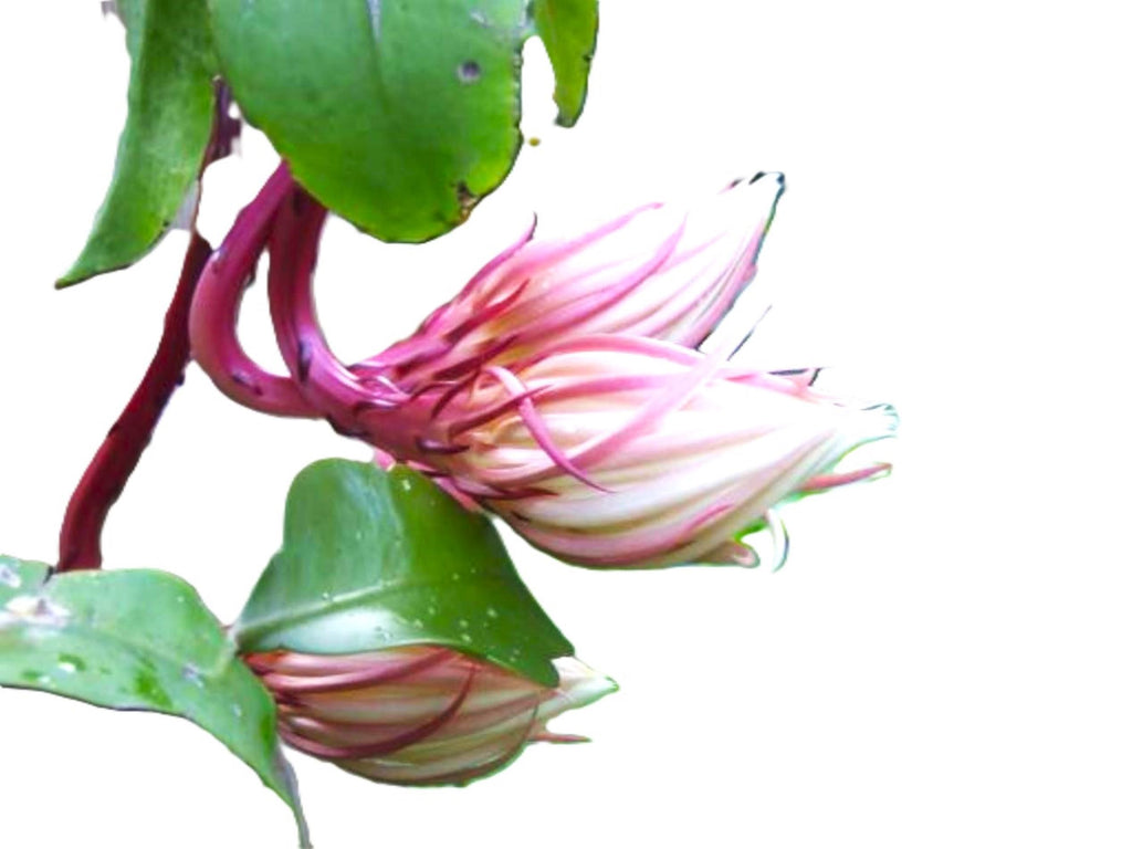 Cereus Epiphyllum Orchid/Cactus “Queen of the Night” – 12" Rooted Live Plant 10" Flowers