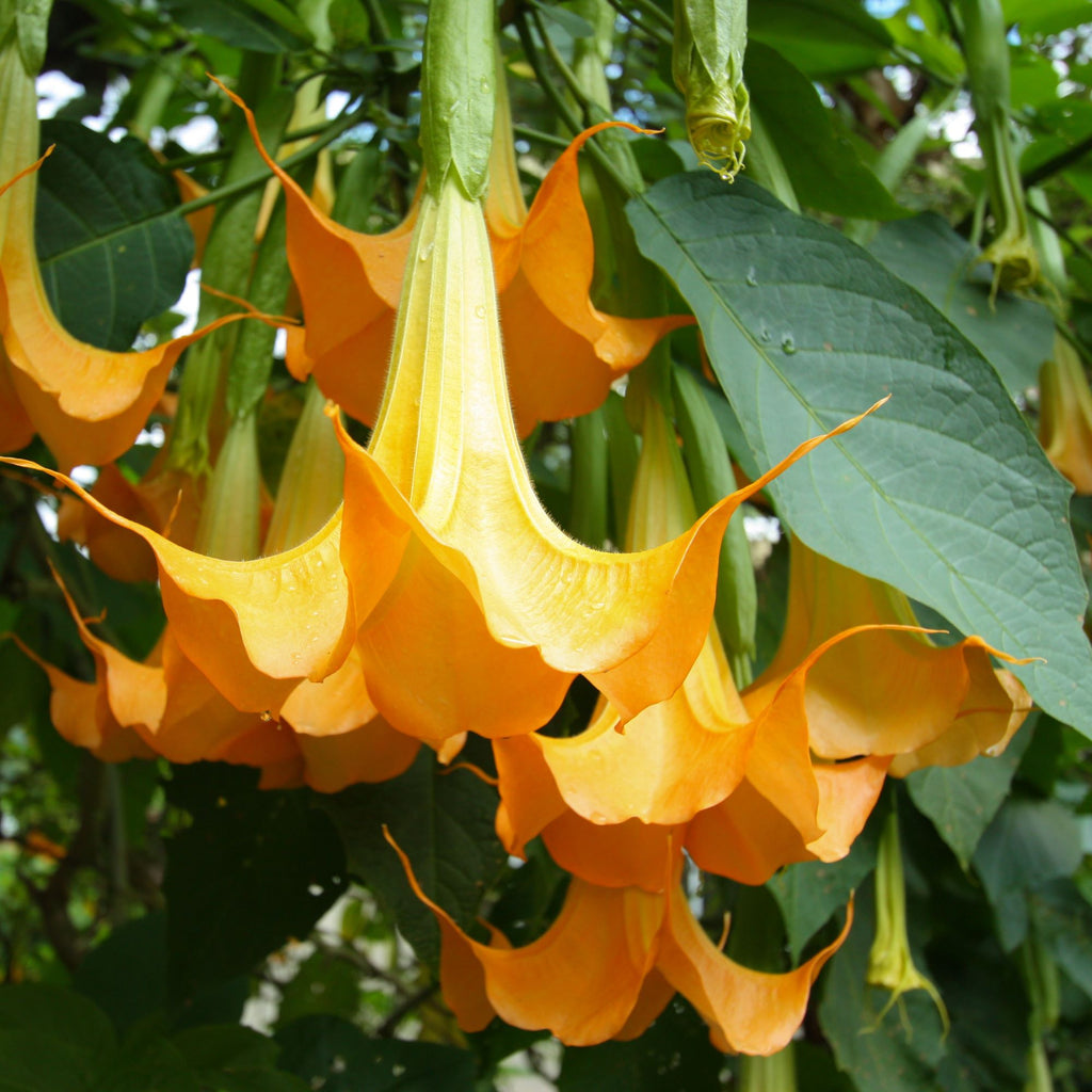 Yellow/Gold Angel Trumpet Tree 14-inch Starter Plant Brugmansia Tropical Fragrant Blooms All Year.