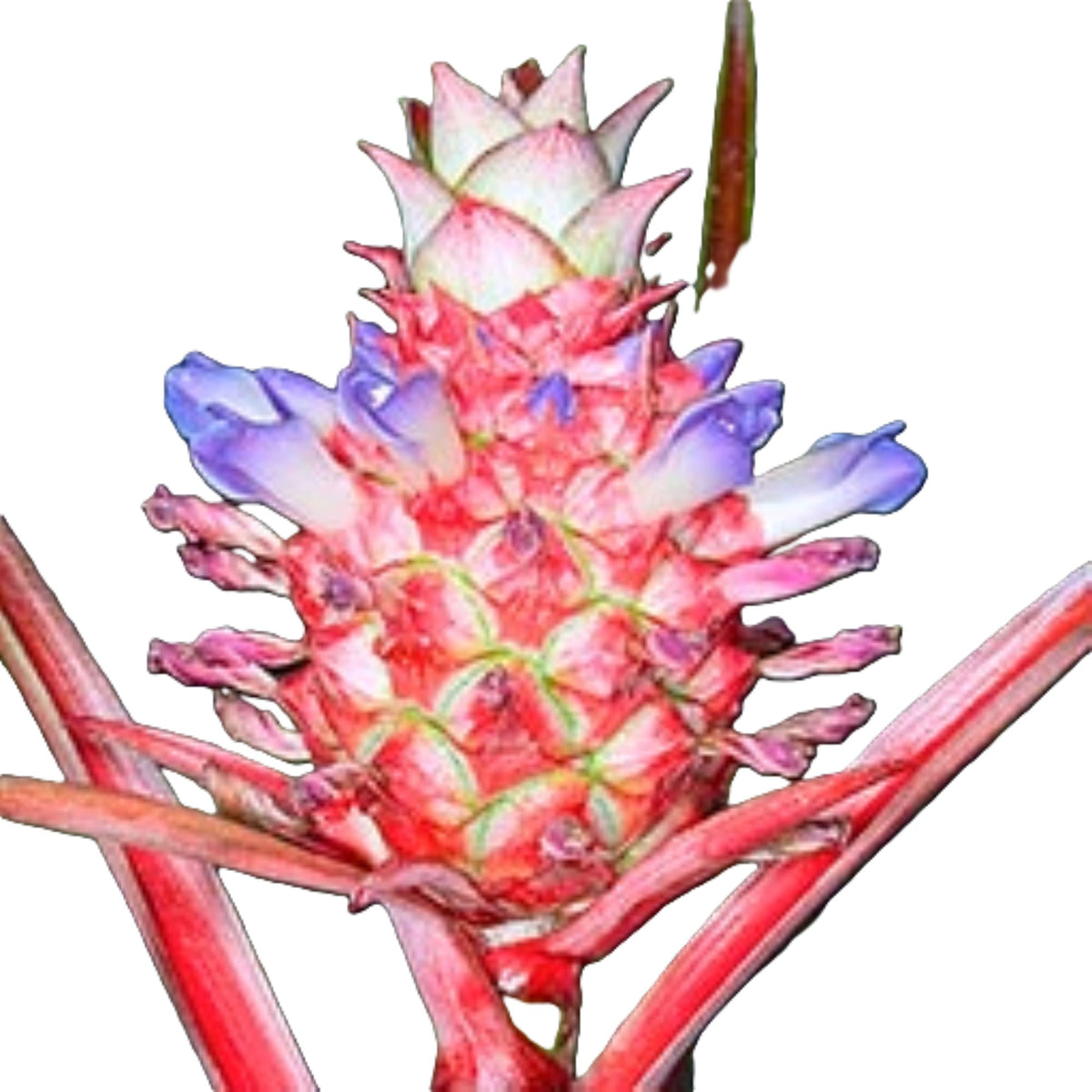 Ananas Lucidus Fire Pineapple Rare Tropical Plant Indoor/Outdoor Houseplant.