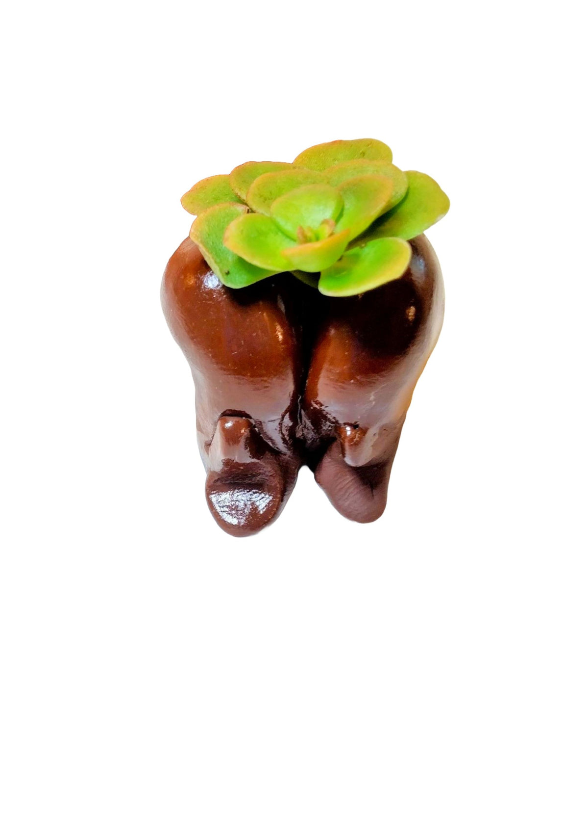 Happy Butt Mini Flowerpots with Live Sedum Plants, Set of 3