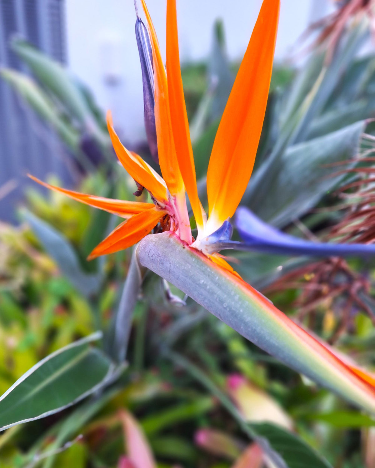 Orange Bird of Paradise Plant – 18″ Rooted Starter, Florida‑Grown Tropical Foliage (Strelitzia)