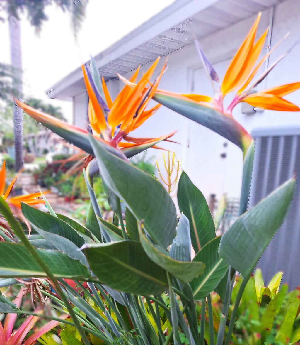 Orange Bird of Paradise Plant – 18″ Rooted Starter, Florida‑Grown Tropical Foliage (Strelitzia)