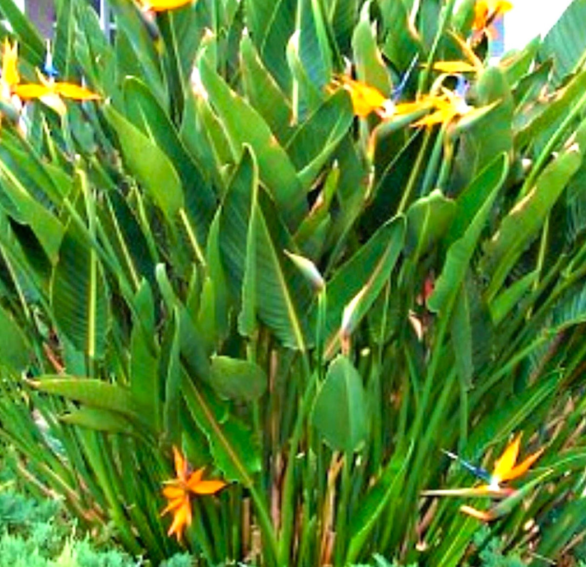 Yellow Bird Of Paradise Mandela's Gold 18" Tropical Live Plant Indoor/Outdoor