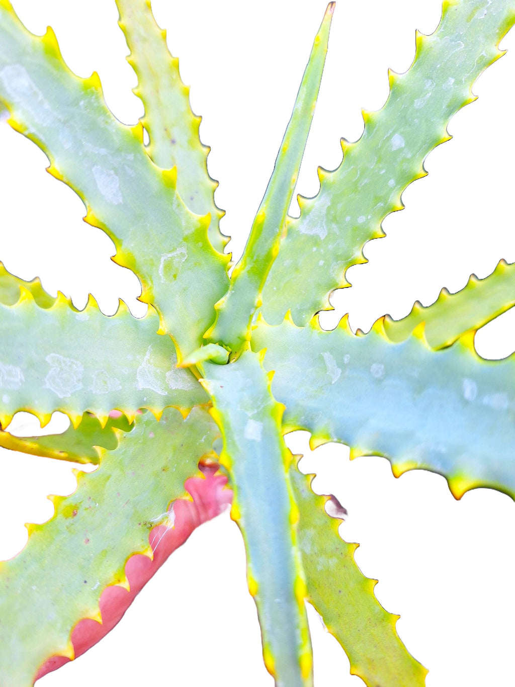 Candelabra Neon Aloe Starter Plant Grows 4 Ft Tall Tropical USDA Zones 9-12 Full Sun