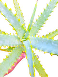 Candelabra Neon Aloe Starter Plant Grows 4 Ft Tall Tropical USDA Zones 9-12 Full Sun