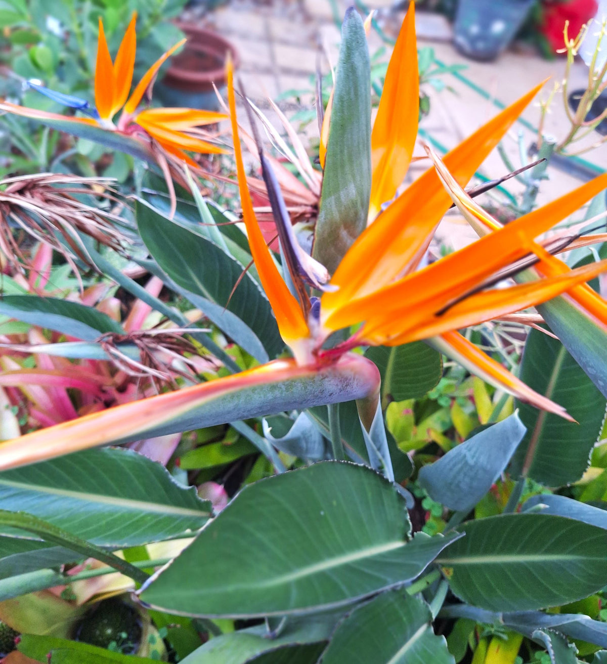 Orange Bird of Paradise Plant – 18″ Rooted Starter, Florida‑Grown Tropical Foliage (Strelitzia)