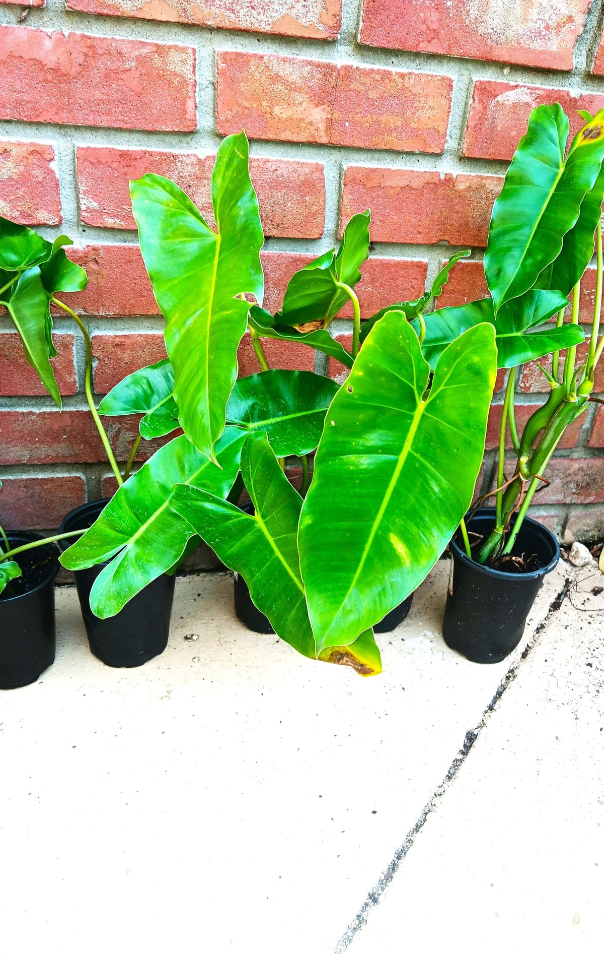 Burle Marx Philodendron Live Mature Rooted 18-inch Plant Indoor/Outdoor Lush Leaves
