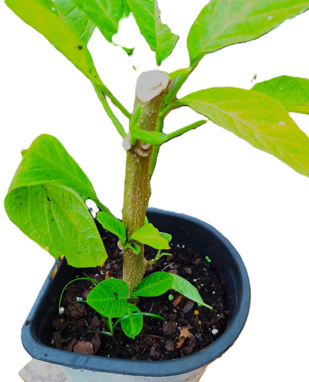 Royal Blue Brugmansia Angel Trumpet Iochroma australe x cyaneum  25 Seeds Per Pack.