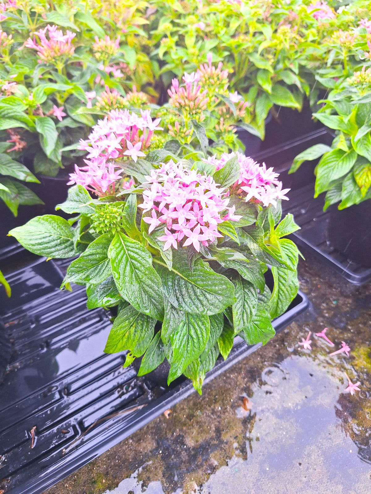 Pentas (Pentas lanceolata) Egyptian Stars Mature Pink 10-inch Blooming Plants.