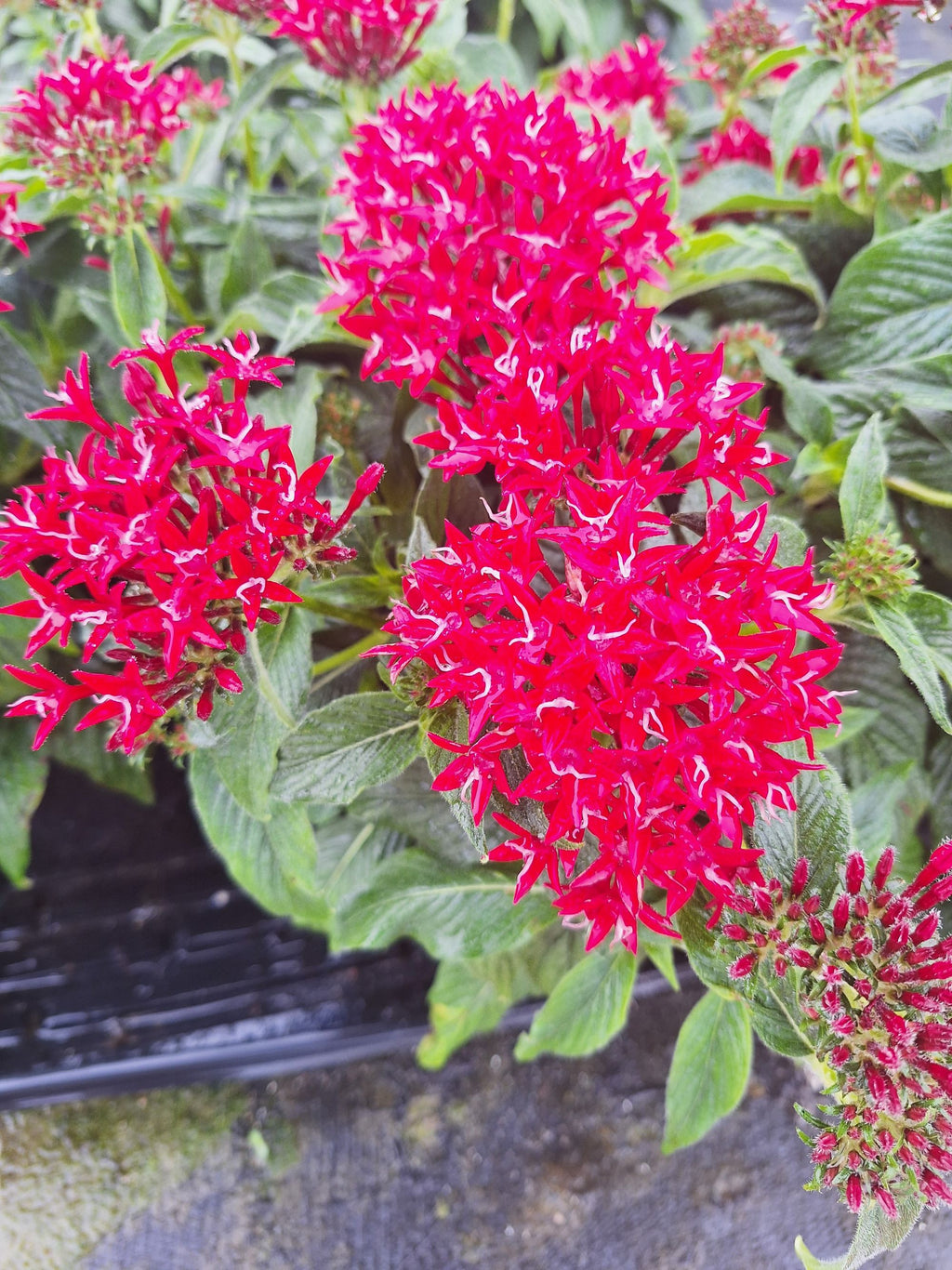 Pentas (Pentas lanceolata) Egyptian Stars RED Mature 10-inch Blooming Plants