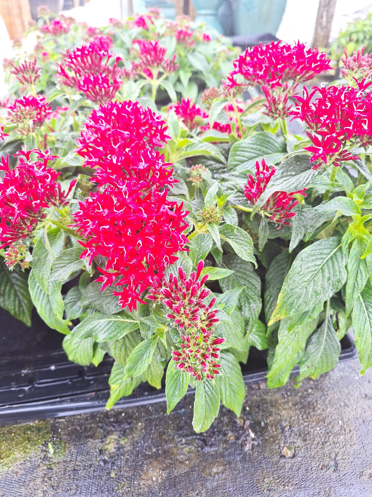 Pentas (Pentas lanceolata) Egyptian Stars RED Mature 10-inch Blooming Plants