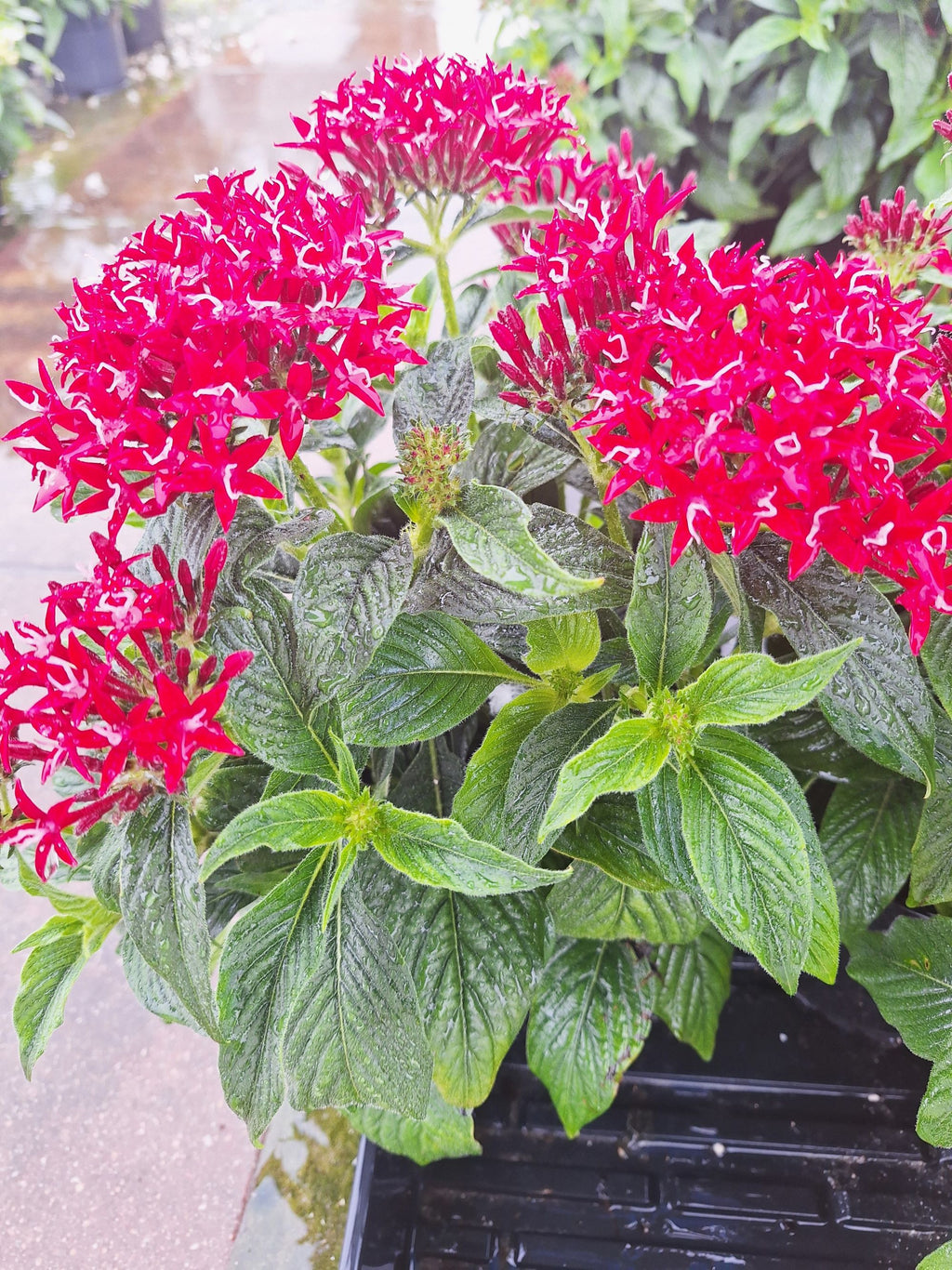 Pentas (Pentas lanceolata) Egyptian Stars RED Mature 10-inch Blooming Plants