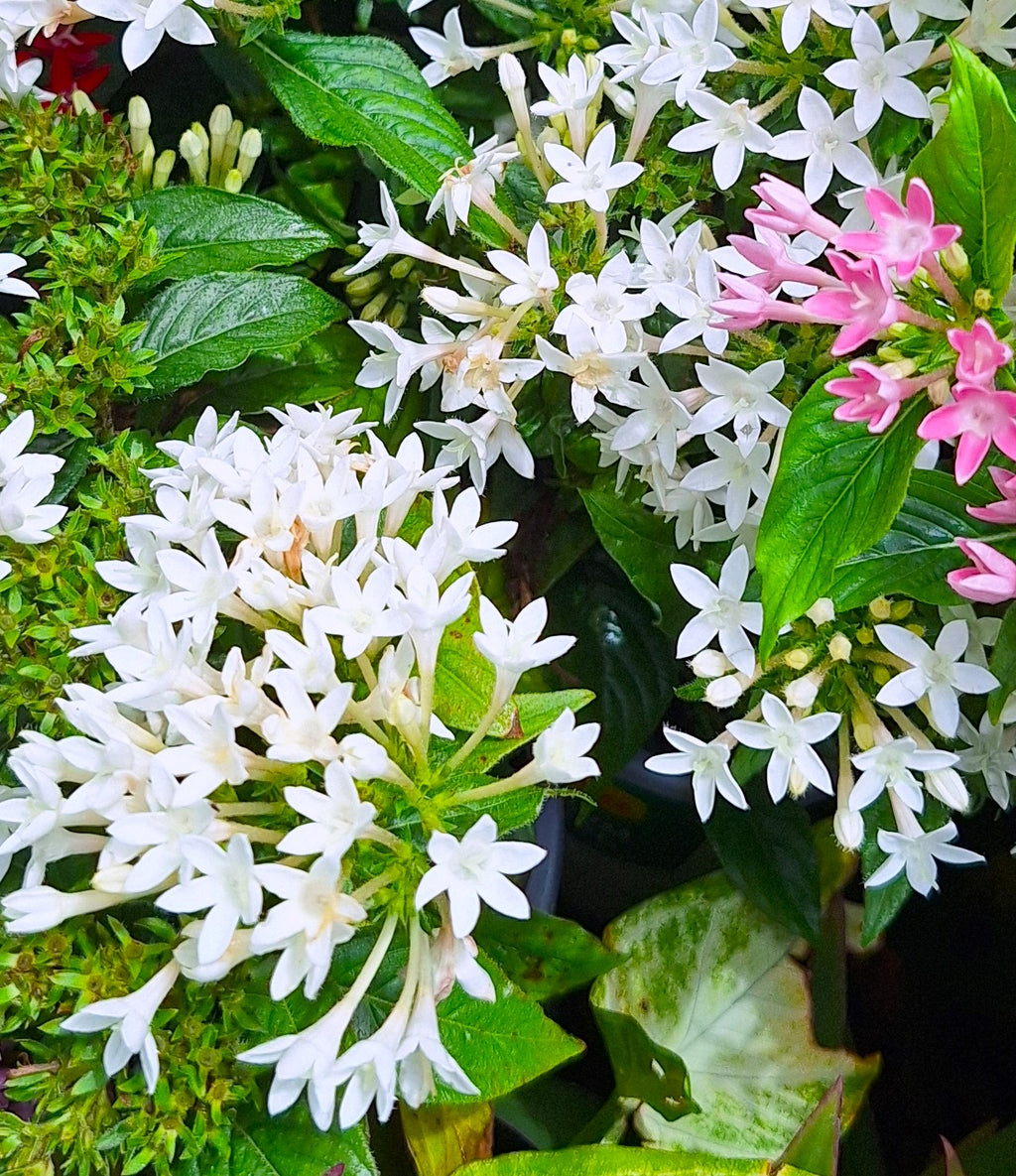 Starry White Egyptian Stars Pentas (Pentas lanceolata) Blooming 10-inch Plants