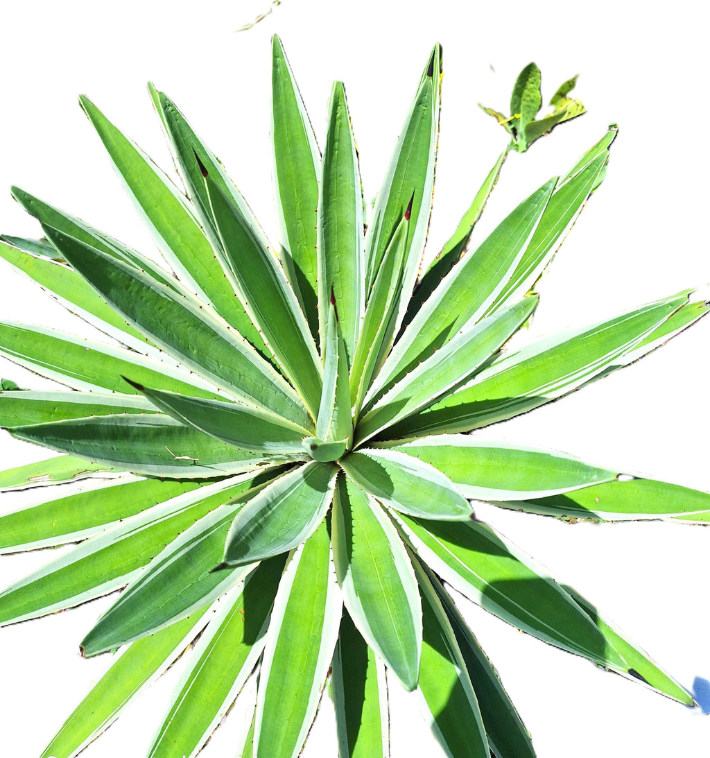 Caribbean Agave Angustifolia Variegated Live Plant, 8 Inch Starter, Full Sun, USDA Zones 9-12