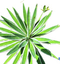 Caribbean Agave Angustifolia Variegated Live Plant, 8 Inch Starter, Full Sun, USDA Zones 9-12