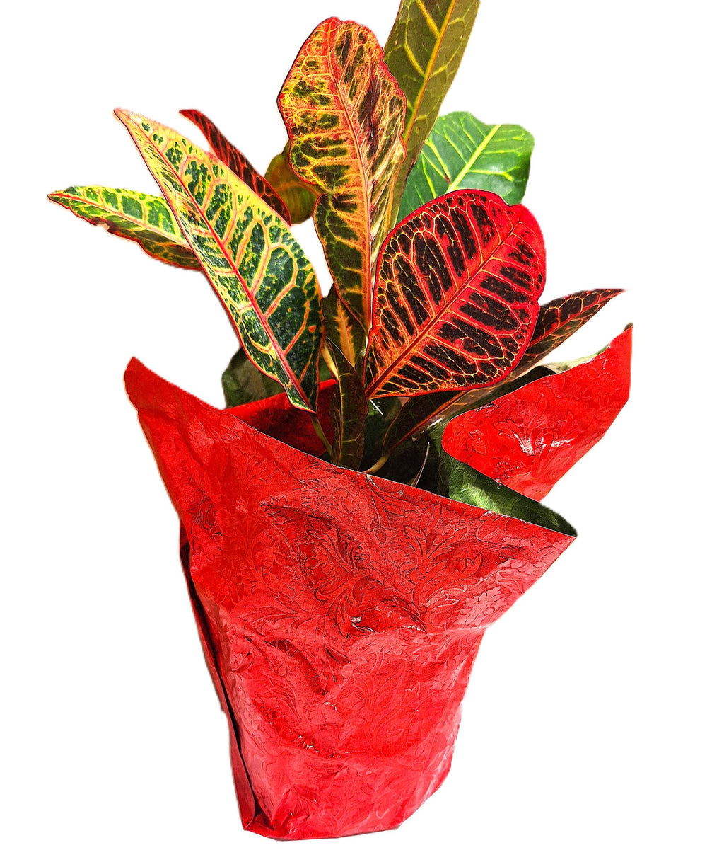 Gift Petra Croton Plant 15-inch Tall, Foil Wrapped, Colorful Indoor Houseplant for Gift