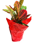 Gift Petra Croton Plant 15-inch Tall, Foil Wrapped, Colorful Indoor Houseplant for Gift