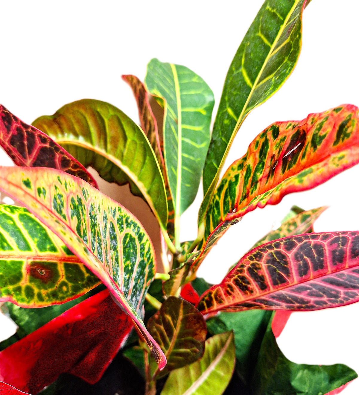 Gift Petra Croton Plant 15-inch Tall, Foil Wrapped, Colorful Indoor Houseplant for Gift