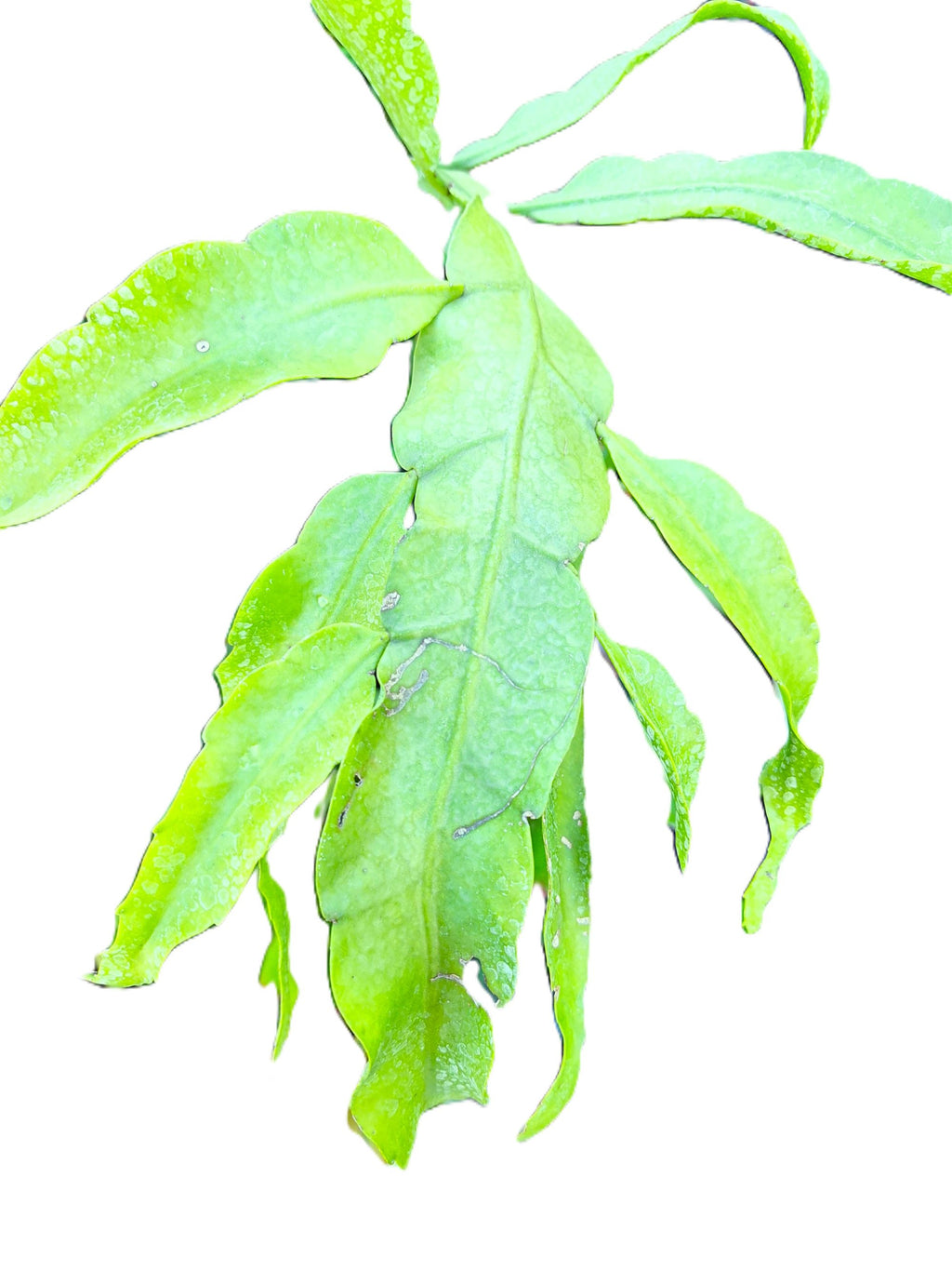 Cereus Epiphyllum Orchid/Cactus “Queen of the Night” – 12" Rooted Live Plant 10" Flowers