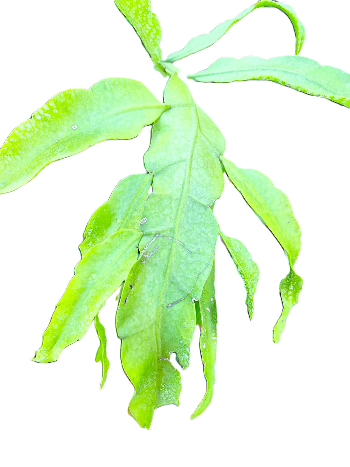 Cereus Epiphyllum Orchid/Cactus “Queen of the Night” – 12" Rooted Live Plant 10" Flowers