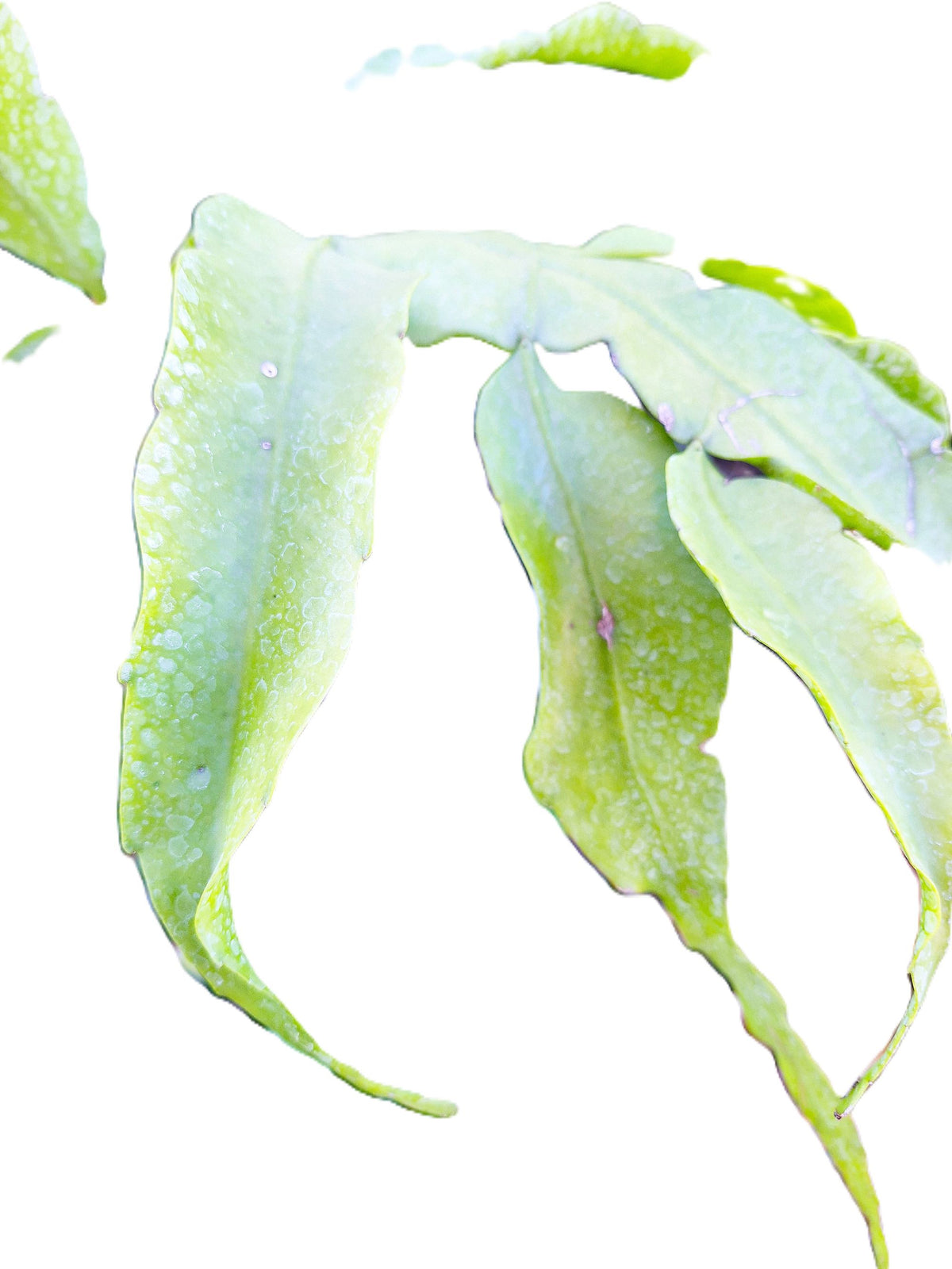 Cereus Epiphyllum Orchid/Cactus “Queen of the Night” – 12" Rooted Live Plant 10" Flowers