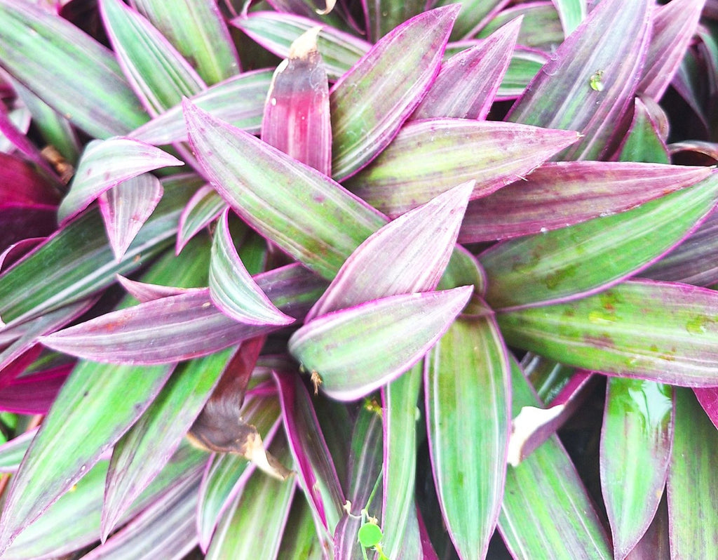 Tradescantia Dwarf Variegated Oyster Plants Lavender Tri-Color Set of 2