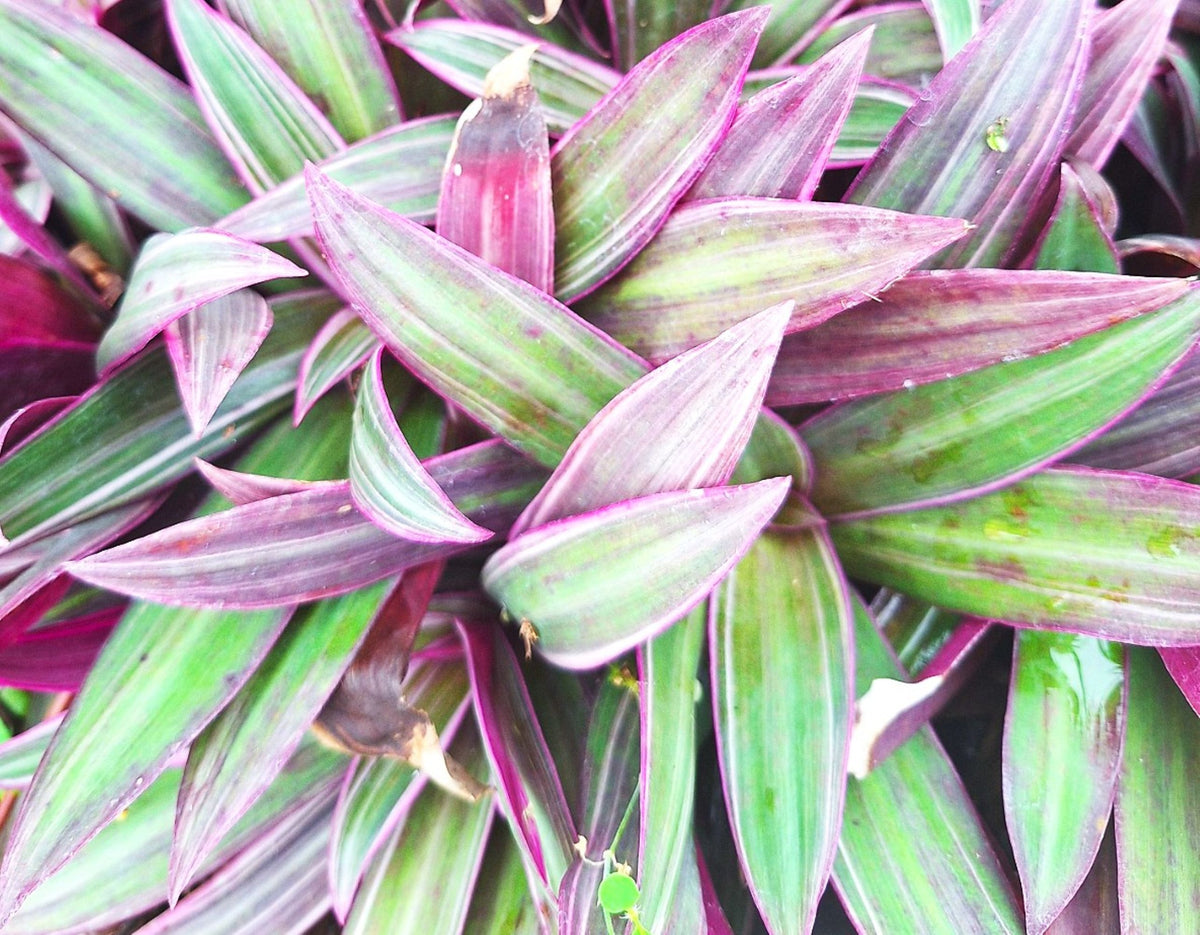 Tradescantia Dwarf Variegated Oyster Plants Lavender Tri-Color Set of 2