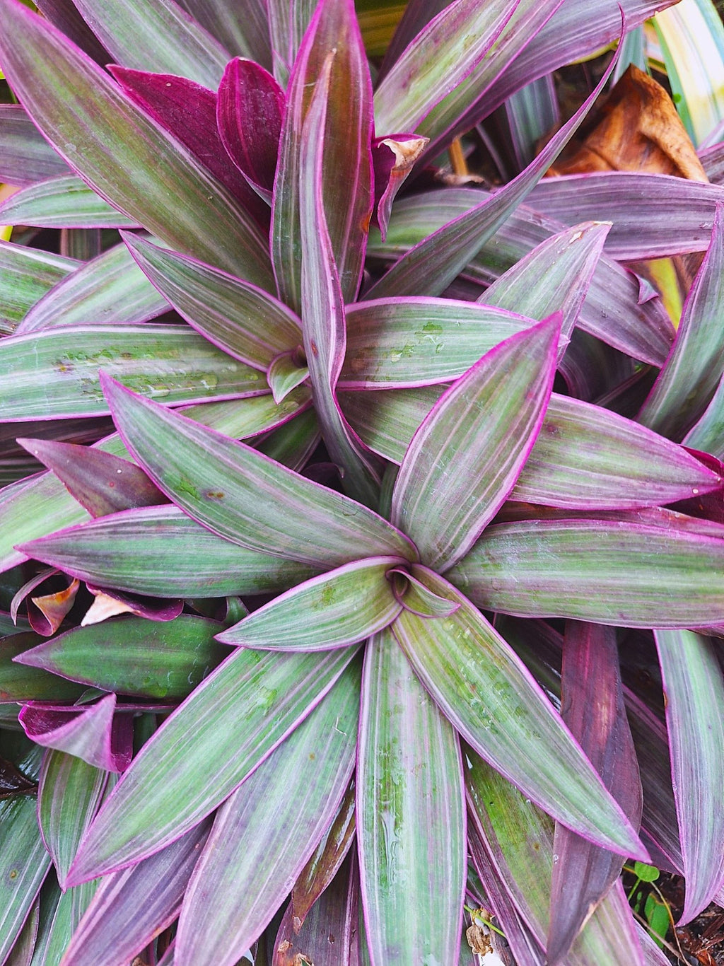 Tradescantia Dwarf Variegated Oyster Plants Lavender Tri-Color Set of 2