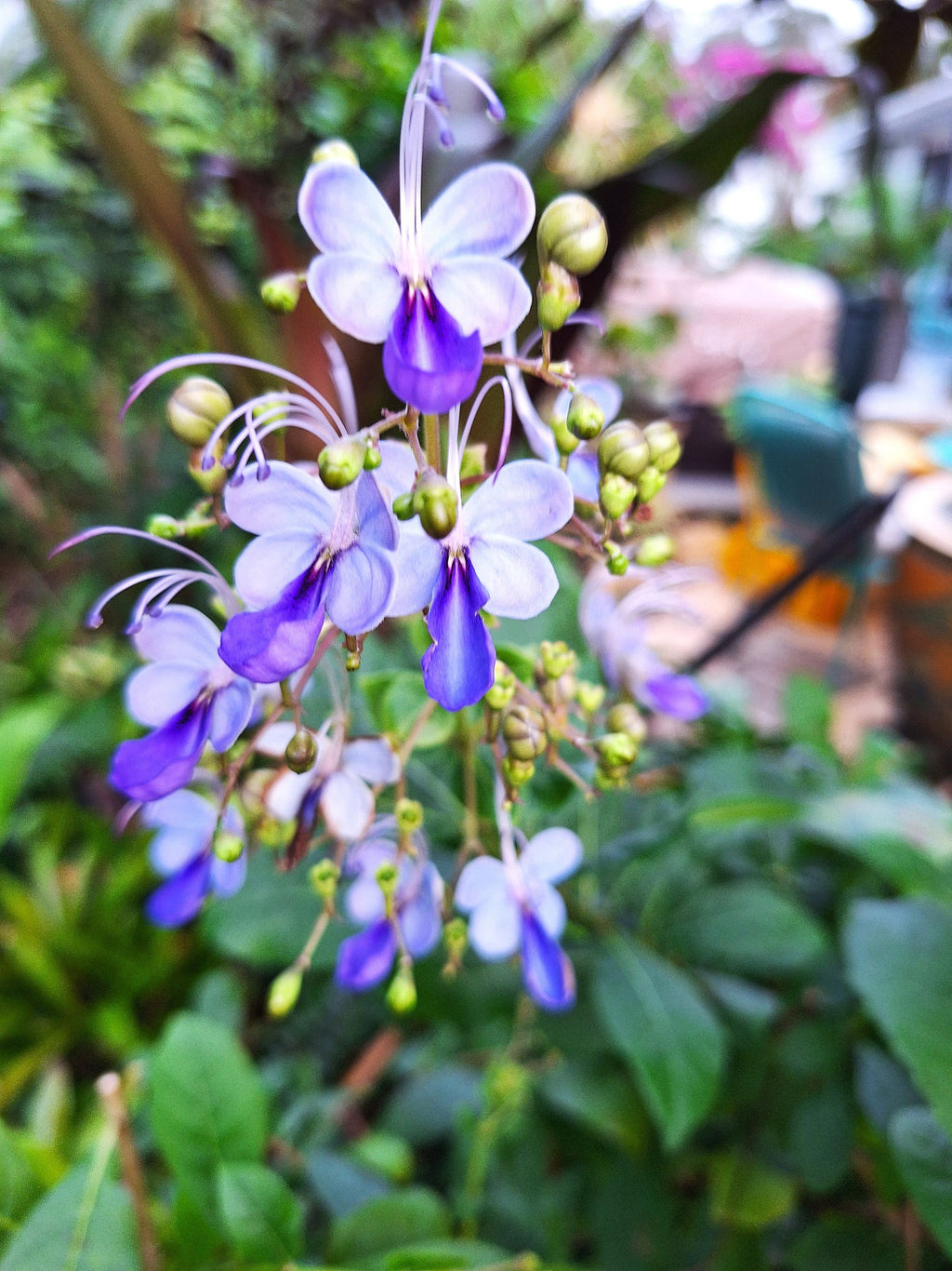 Blue Butterfly 14-inch Starter Plant, Exotic Clerodendrum Ugandense, Tropical Full Sun Flowering Shrub