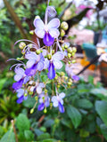 Blue Butterfly 14-inch Starter Plant, Exotic Clerodendrum Ugandense, Tropical Full Sun Flowering Shrub