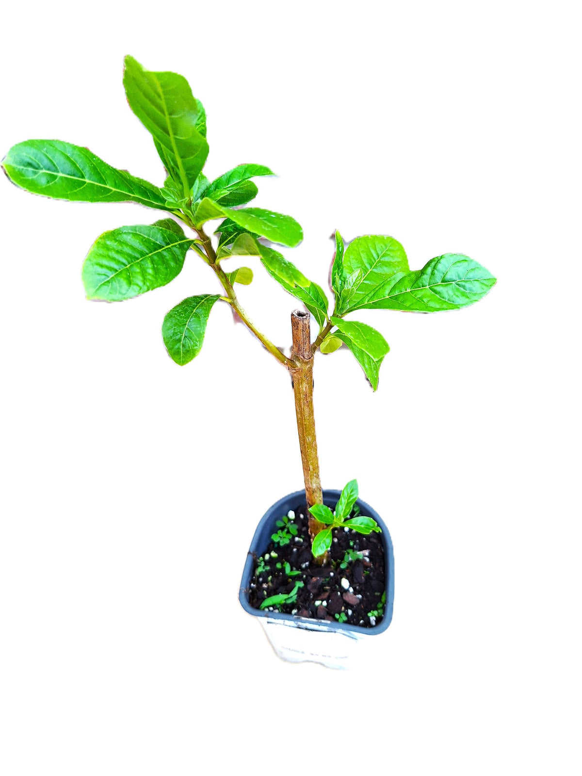 Blue Butterfly 14-inch Starter Plant, Exotic Clerodendrum Ugandense, Tropical Full Sun Flowering Shrub