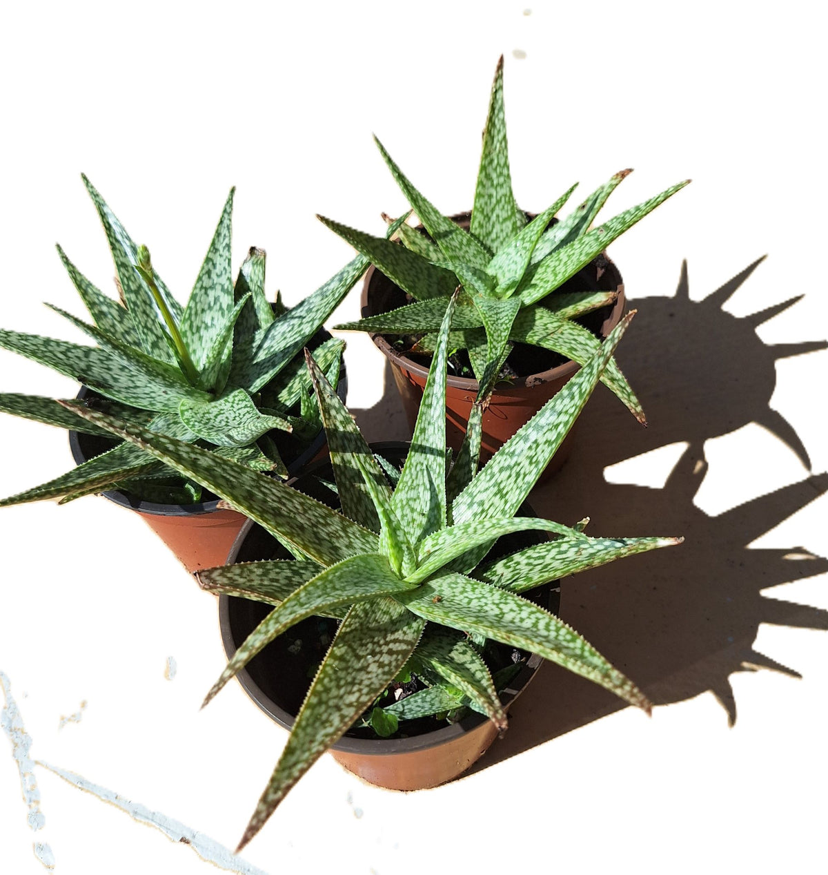 Aloe ‘Bright Star’ (Aloe ‘Donnie’) –Starfish Aloe 6-Inch Starter Plant USDA Zones 9-12
