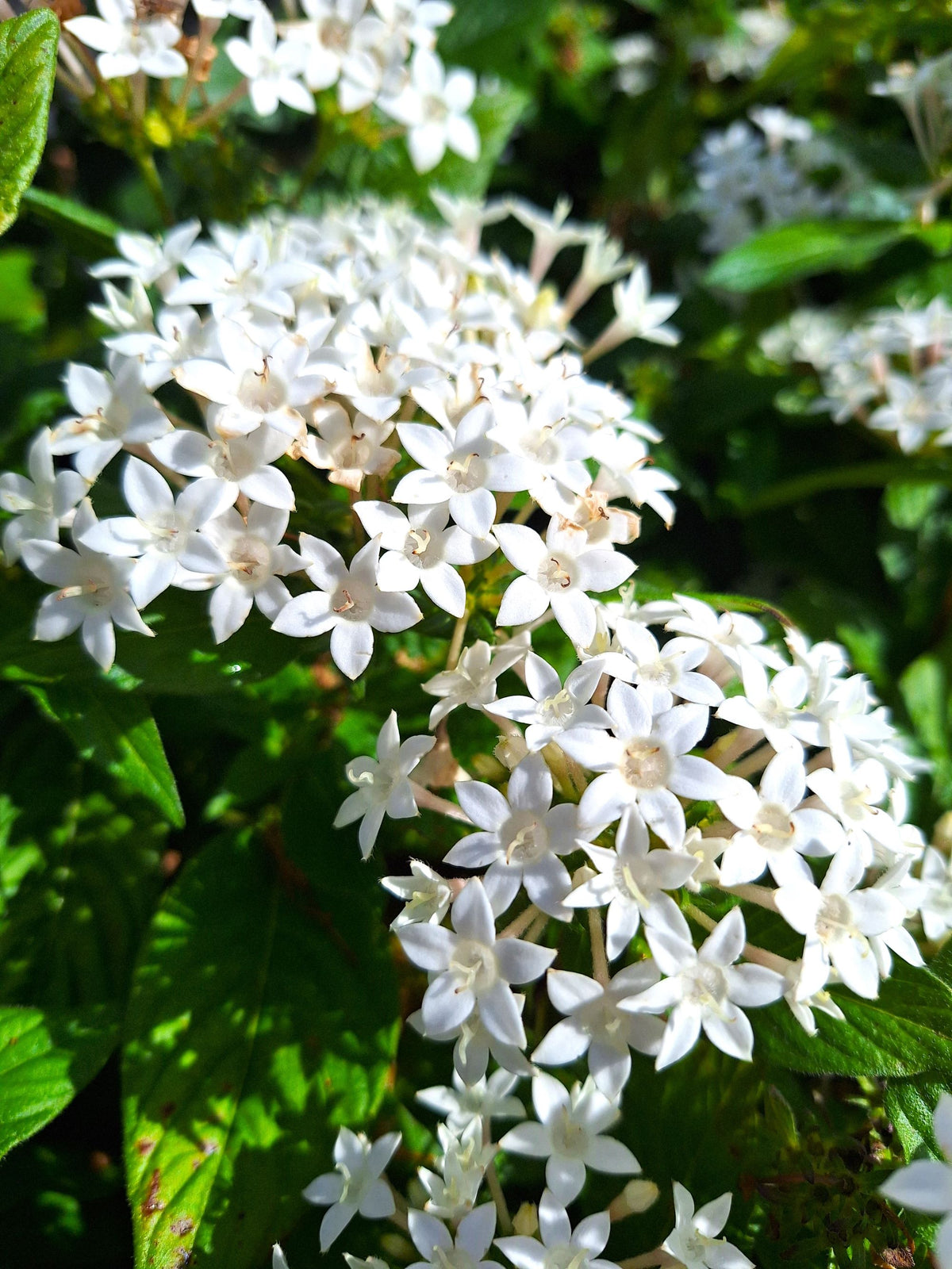 Starry White Egyptian Stars Pentas (Pentas lanceolata) Blooming 10-inch Plants