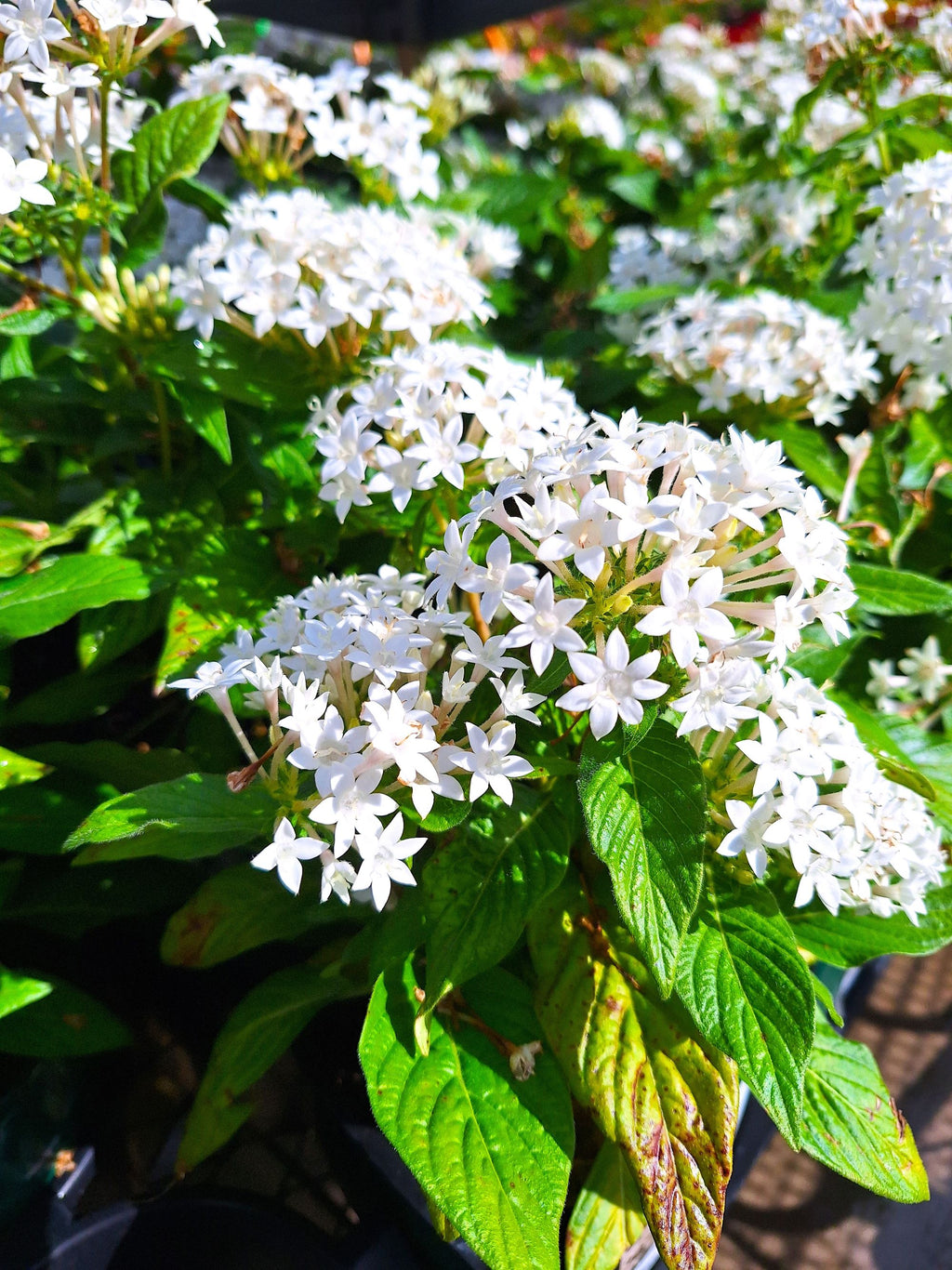 Starry White Egyptian Stars Pentas (Pentas lanceolata) Blooming 10-inch Plants