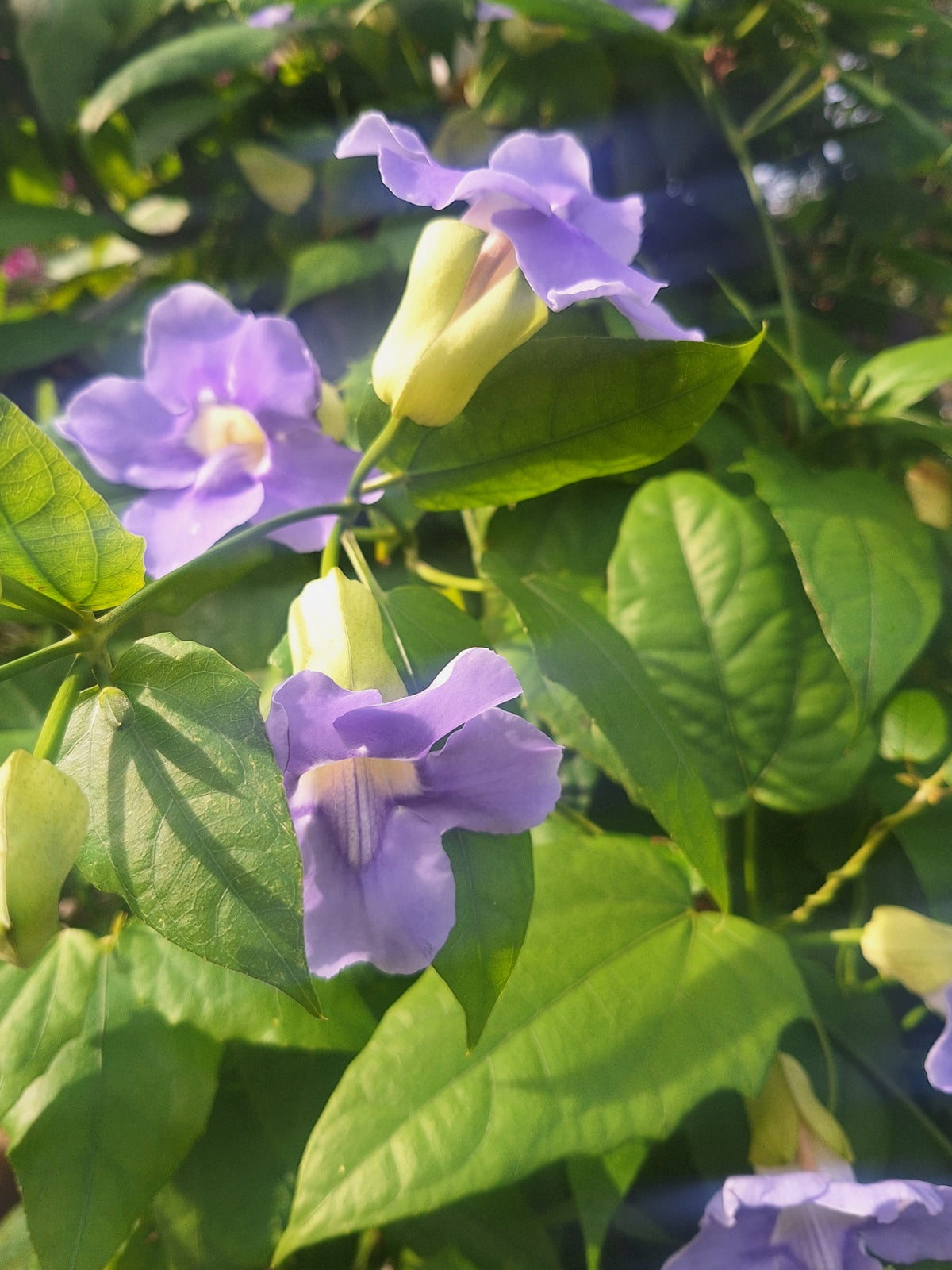 Blue Sky Vine Tropical (Thunbergia grandiflora) – Fully Rooted 10" Vine