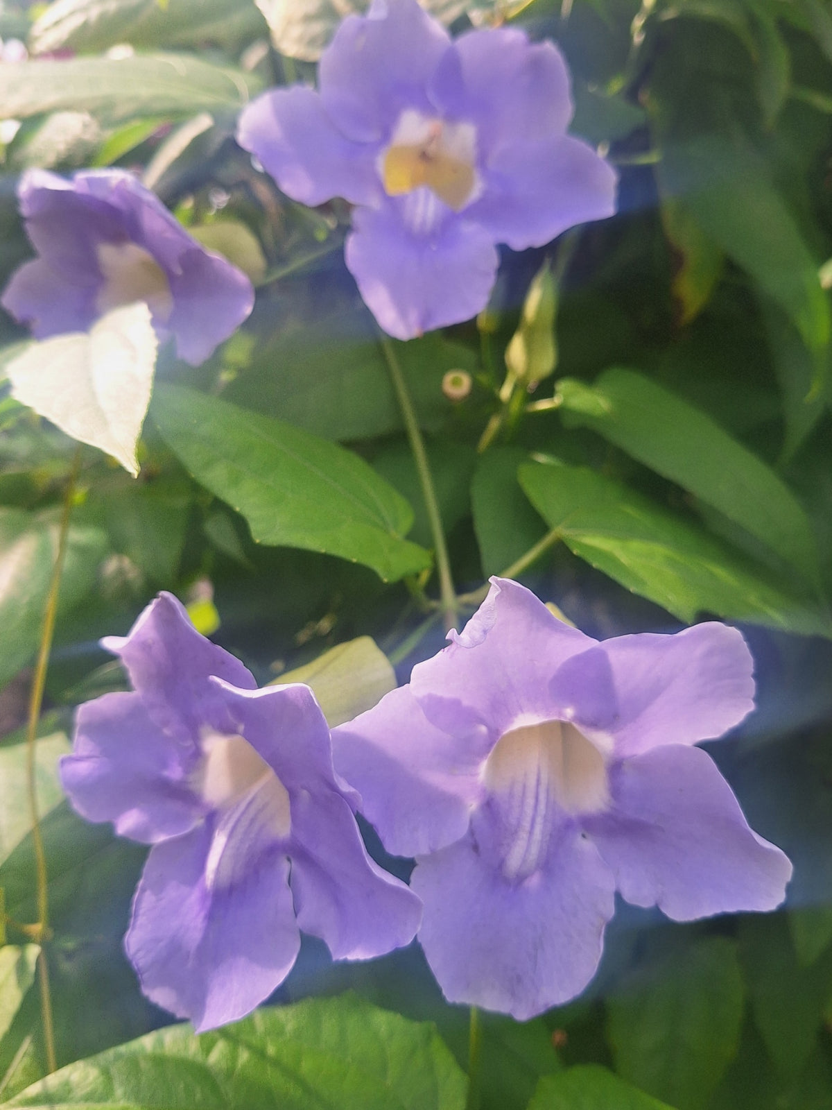 Blue Sky Vine Tropical (Thunbergia grandiflora) – Fully Rooted 10" Vine