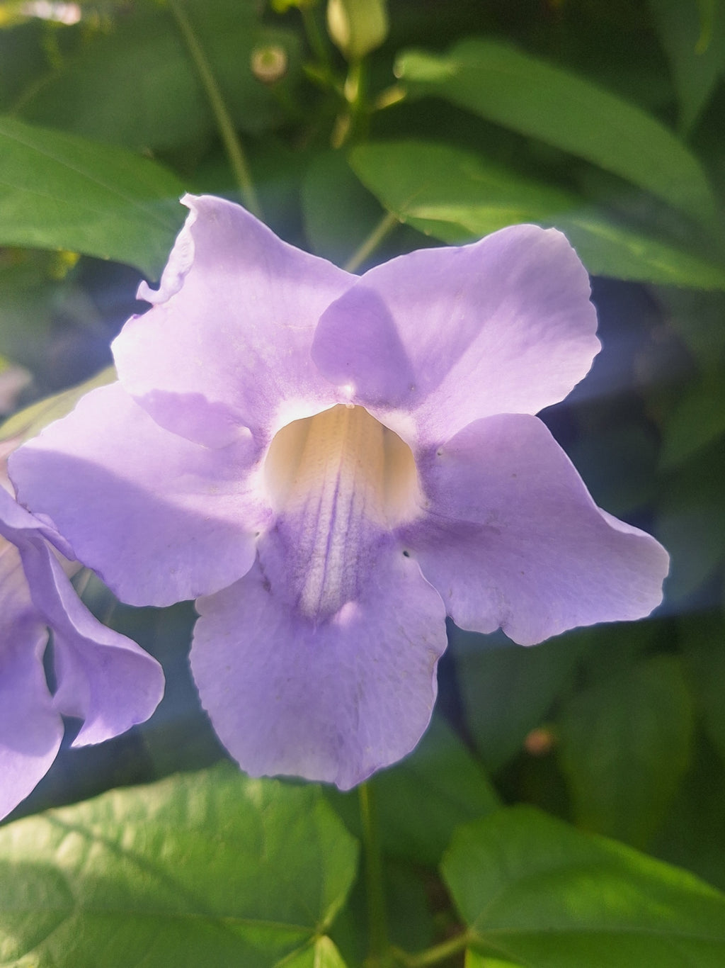 Blue Sky Vine Tropical (Thunbergia grandiflora) – Fully Rooted 10" Vine