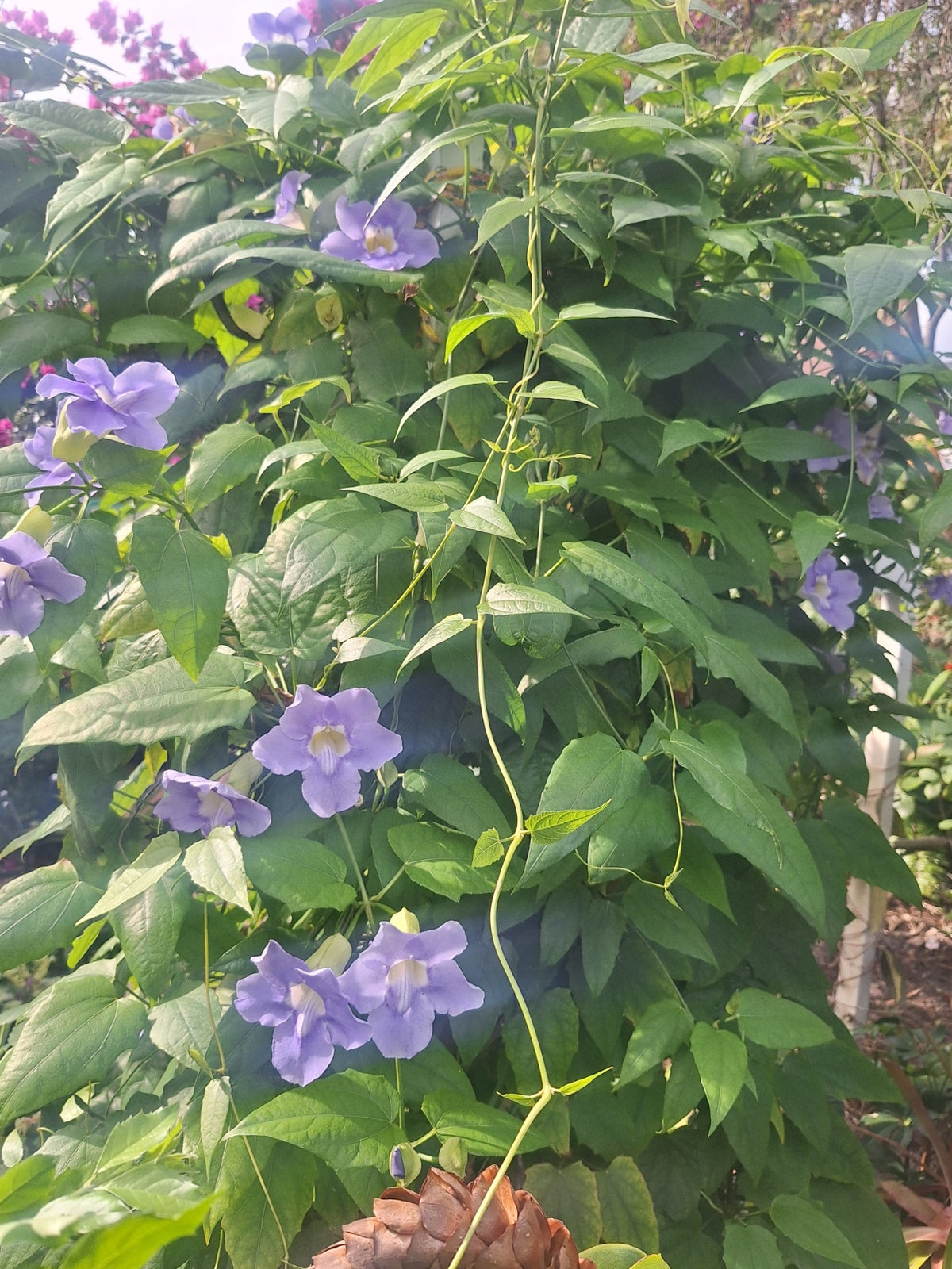 Blue Sky Vine Tropical (Thunbergia grandiflora) – Fully Rooted 10" Vine