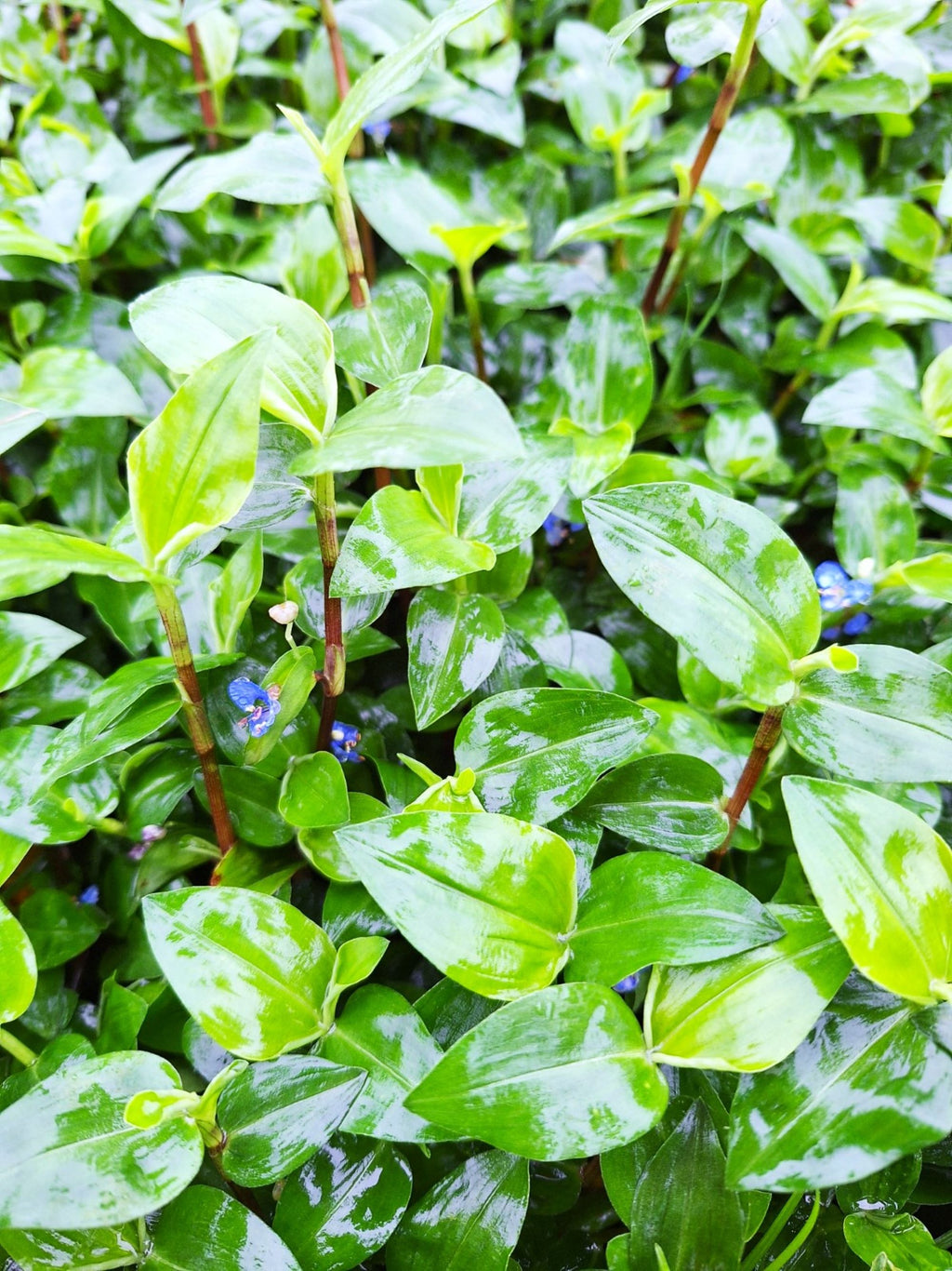 Tradescantia Whitemouth Dayflower Plant, 4 Inch Pot, 6 Rooted Stems, Blue Flowers, Indoor/Outdoor