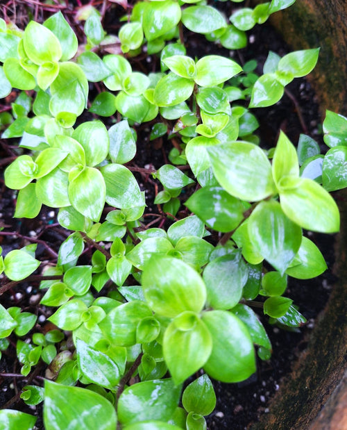 4-Type Tradescantia (Wandering Jew) Collection Live Plants, Zebrina, Purple Hearts, Mini Inch Plant, White Mouth