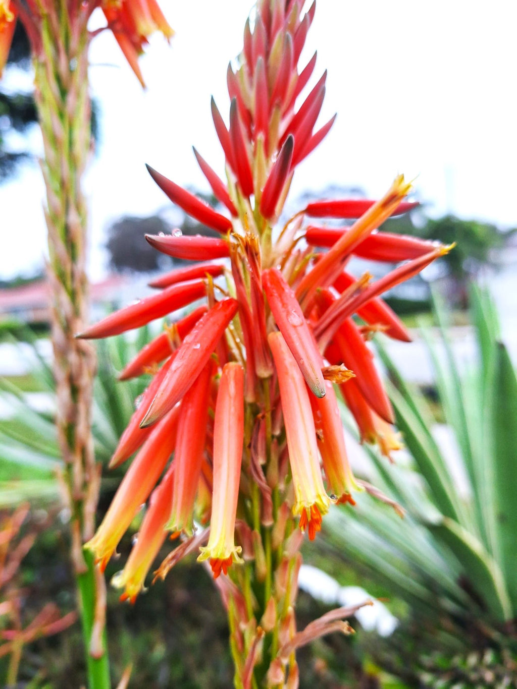 Aloe Aristata Blue Lace Aloe Torch Plant 8" starter full sun, USDA Zones 9-12 Indoor/outdoor