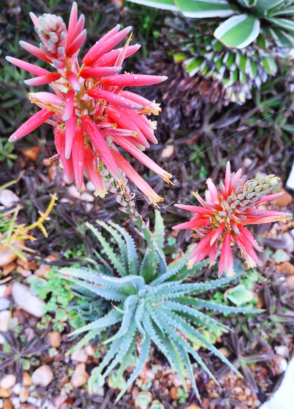 Aloe Aristata Blue Lace Aloe Torch Plant 8" starter full sun, USDA Zones 9-12 Indoor/outdoor