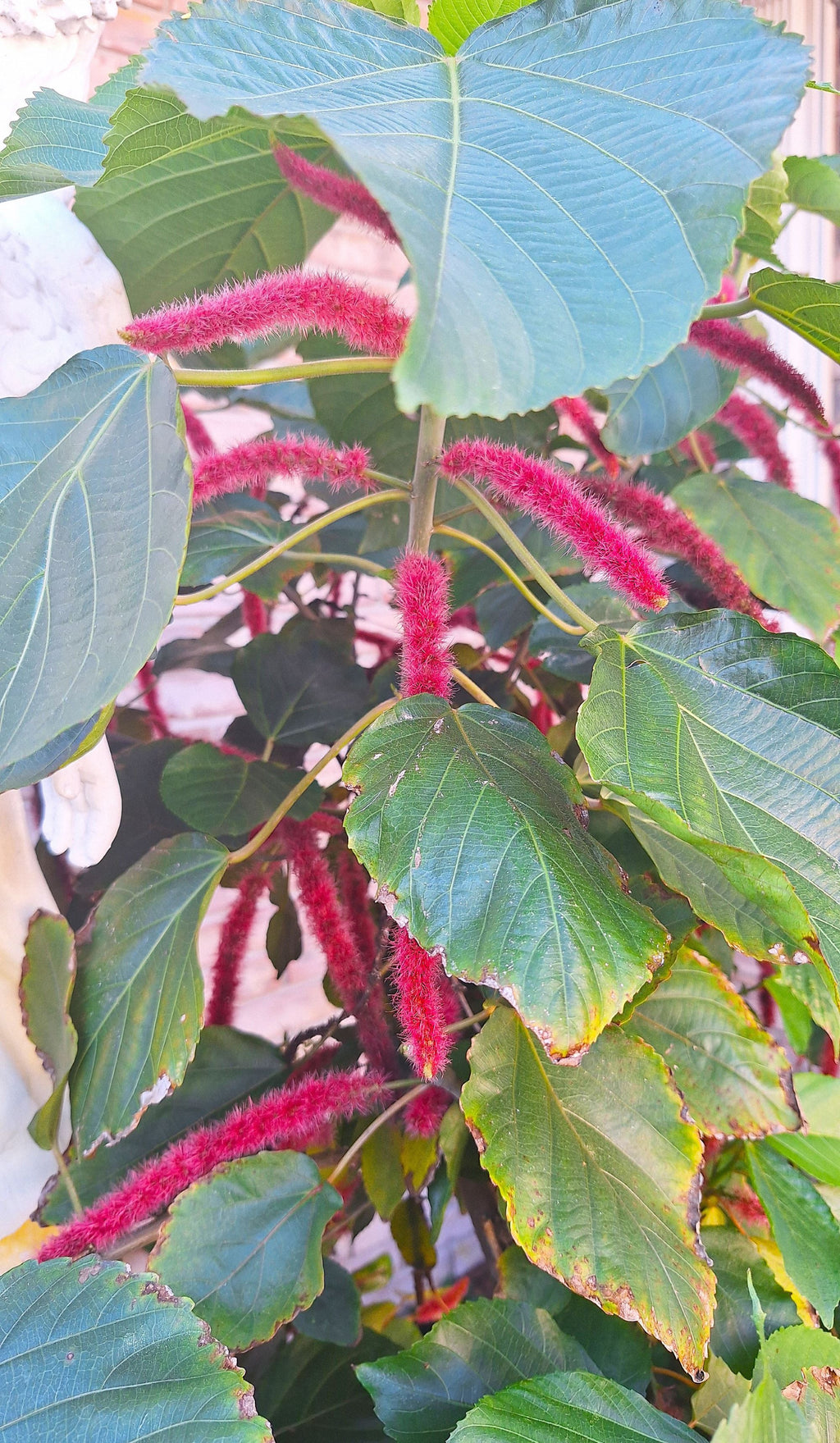 Giant Chenille Plant 12" Red Hot Cat Tails Acalypha hispida Florida‑Grown Tropical Bloomer (Zones 9–12)