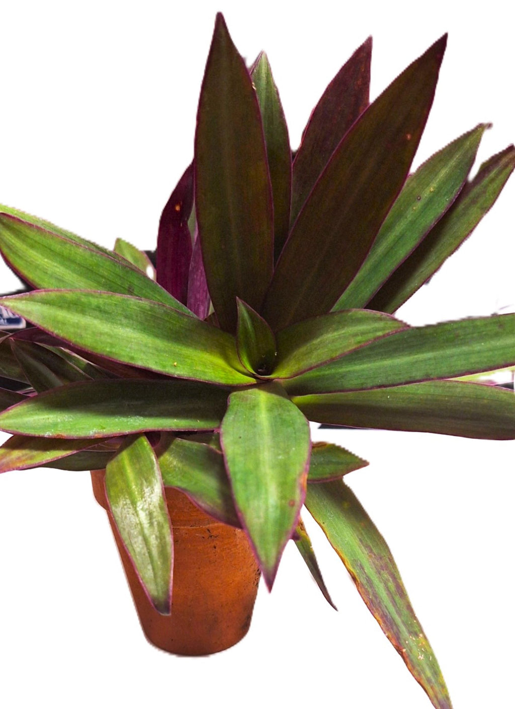 Tropical Tradescantia Oyster Plant Set of 2 Plants